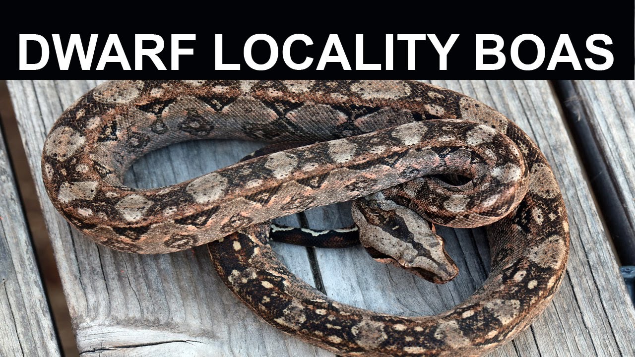 Dwarf Locality Boas: Pint Sized Boa Constrictors You Can Keep!