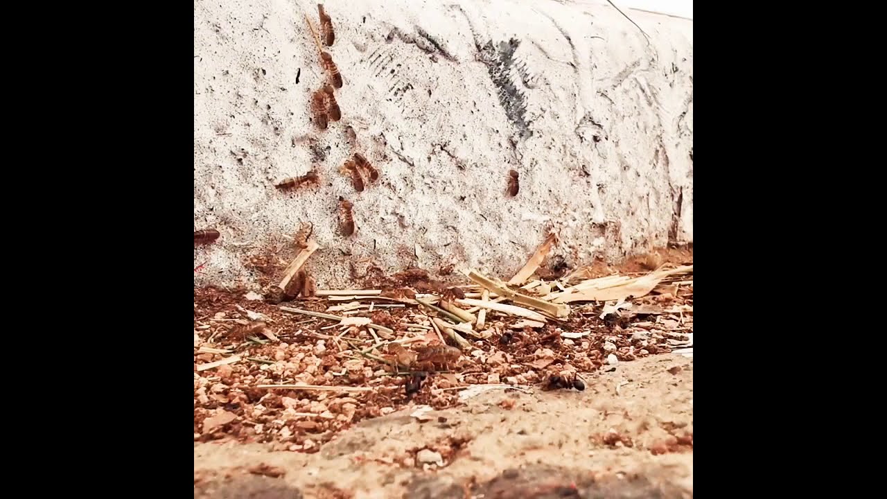Les Termites ou les fourmis blanches  (نمل أبيض)