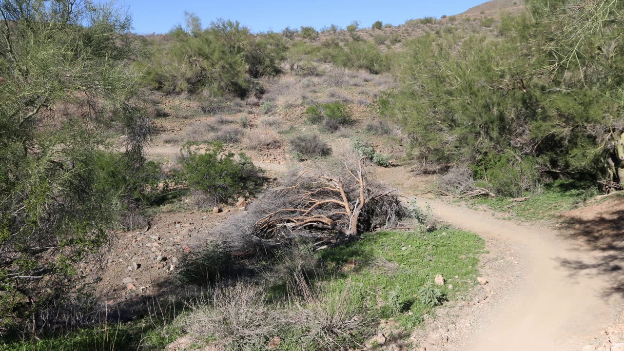 Ocotillo Trail