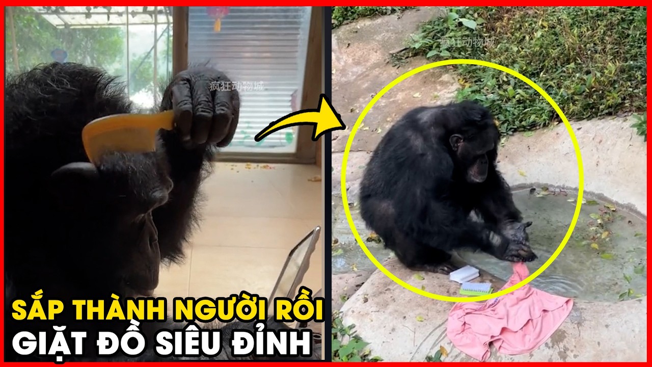 Choáng váng trước kỹ năng làm việc nhà của chú tinh tinh: 