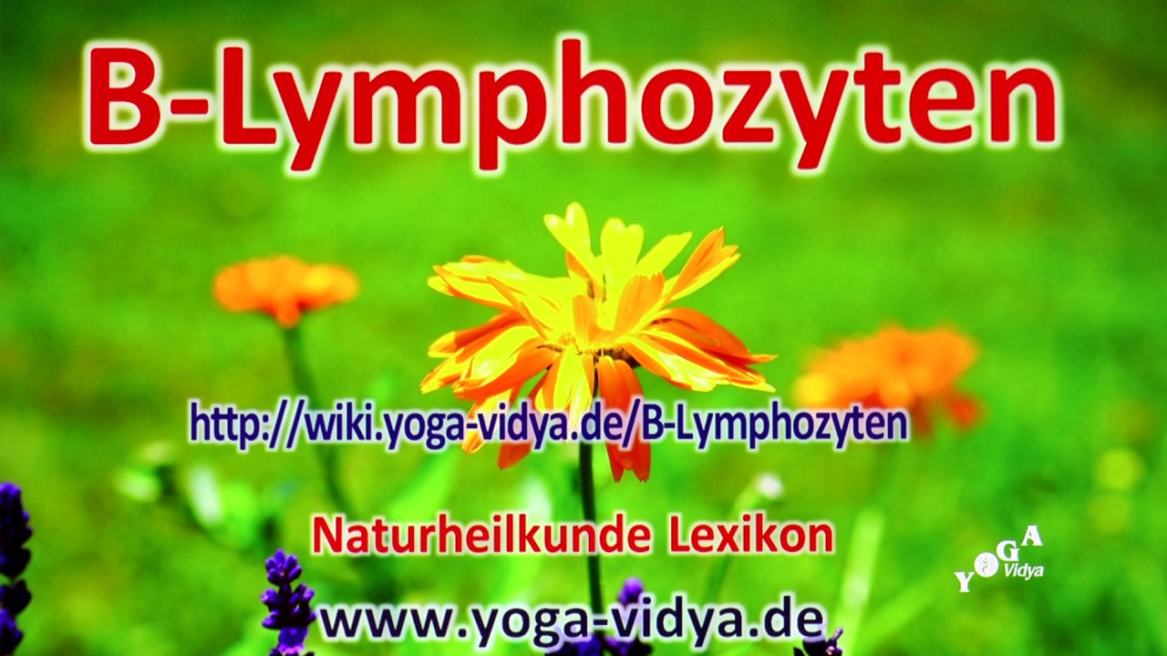 B Lymphozyten