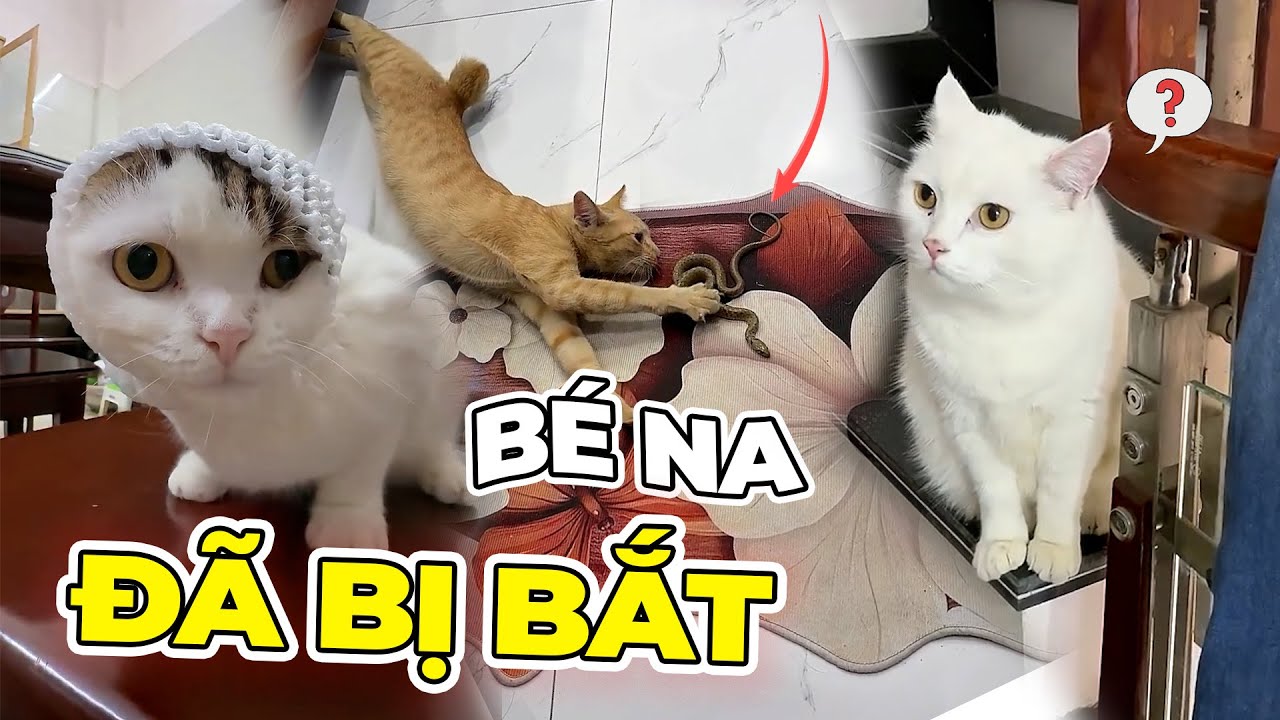 Bạn thân của ai đó đã bị Xoài bắt | maly.gaugau