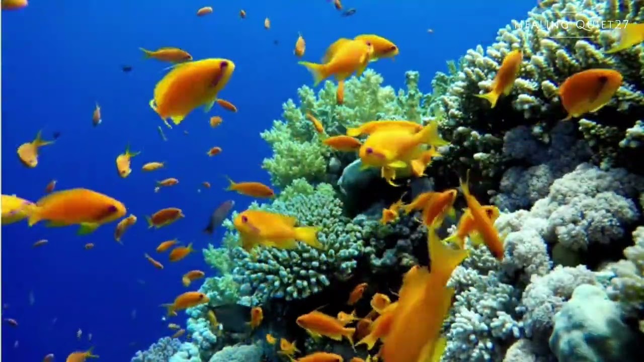 Music to fall asleep quickly  🐠   #music #healingquiet27 #relaxing 