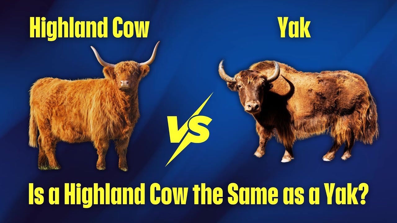 Highland Cow vs. Yak | The Ultimate Comparison!