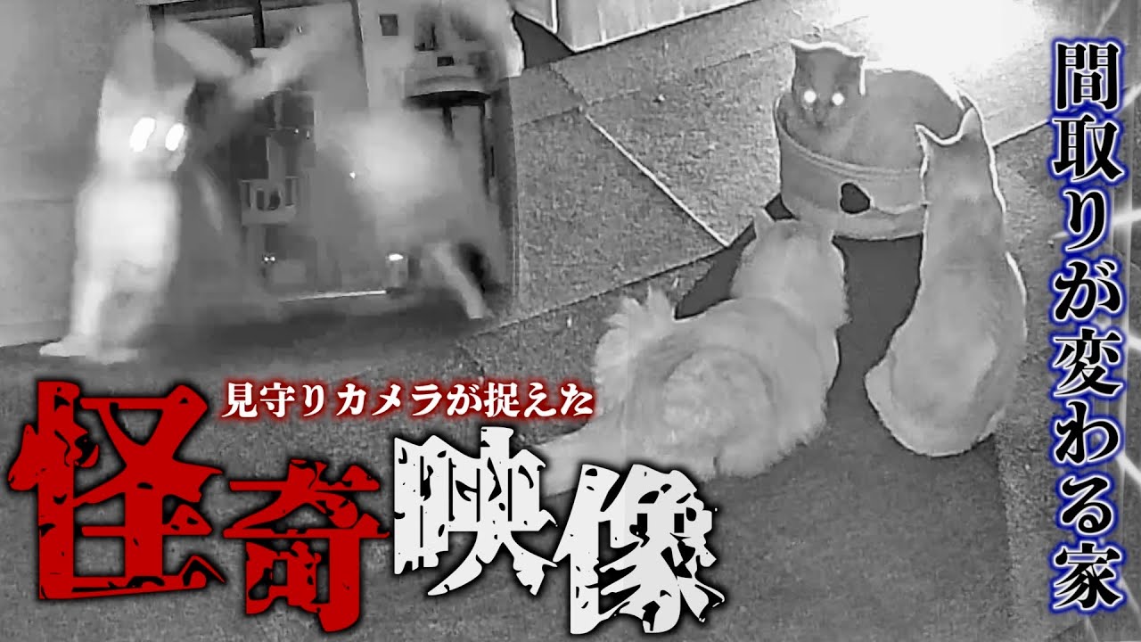 【BEST26】見守りカメラが捉えた深夜の猫たちがヤバい