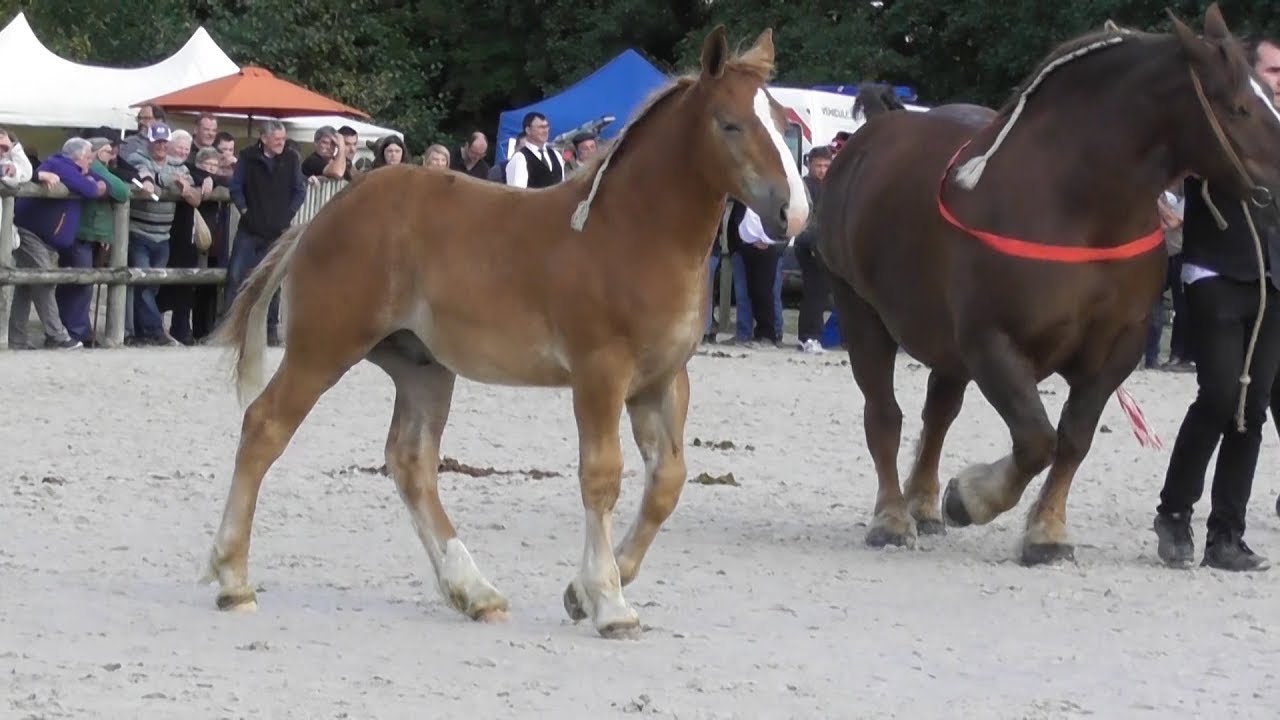 Le cheval Breton en concours National Lamballe 17 Septembre 2017