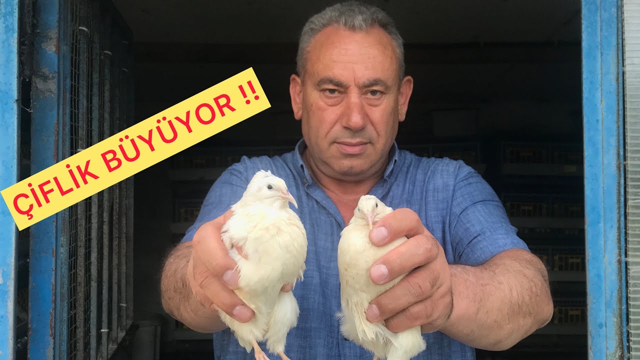 Bıldırcın Üretimi