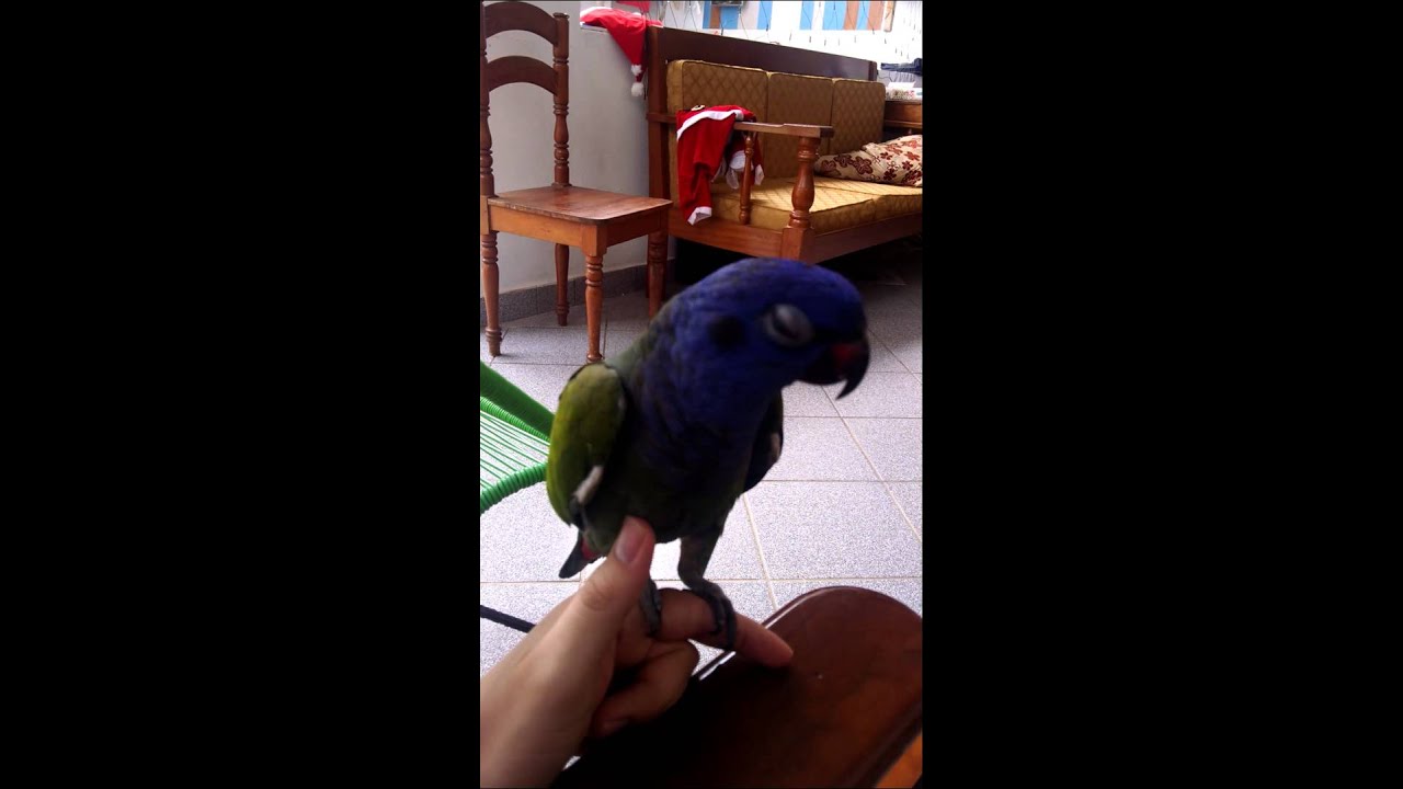 Mi Loro silvando -  my parrot whistling - Pionus menstruus