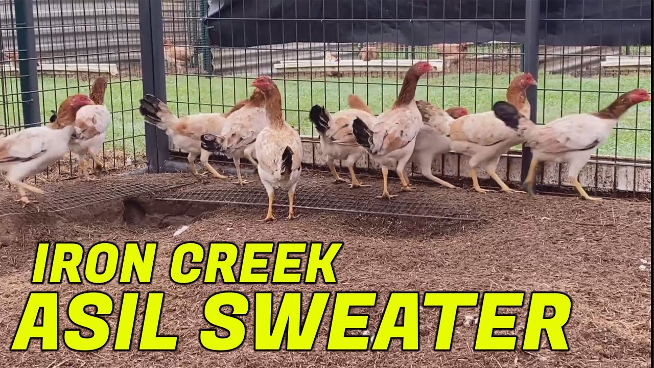 ASIL SWEATER PULLETS - IRON CREEK FARM ALFREDO FLORES