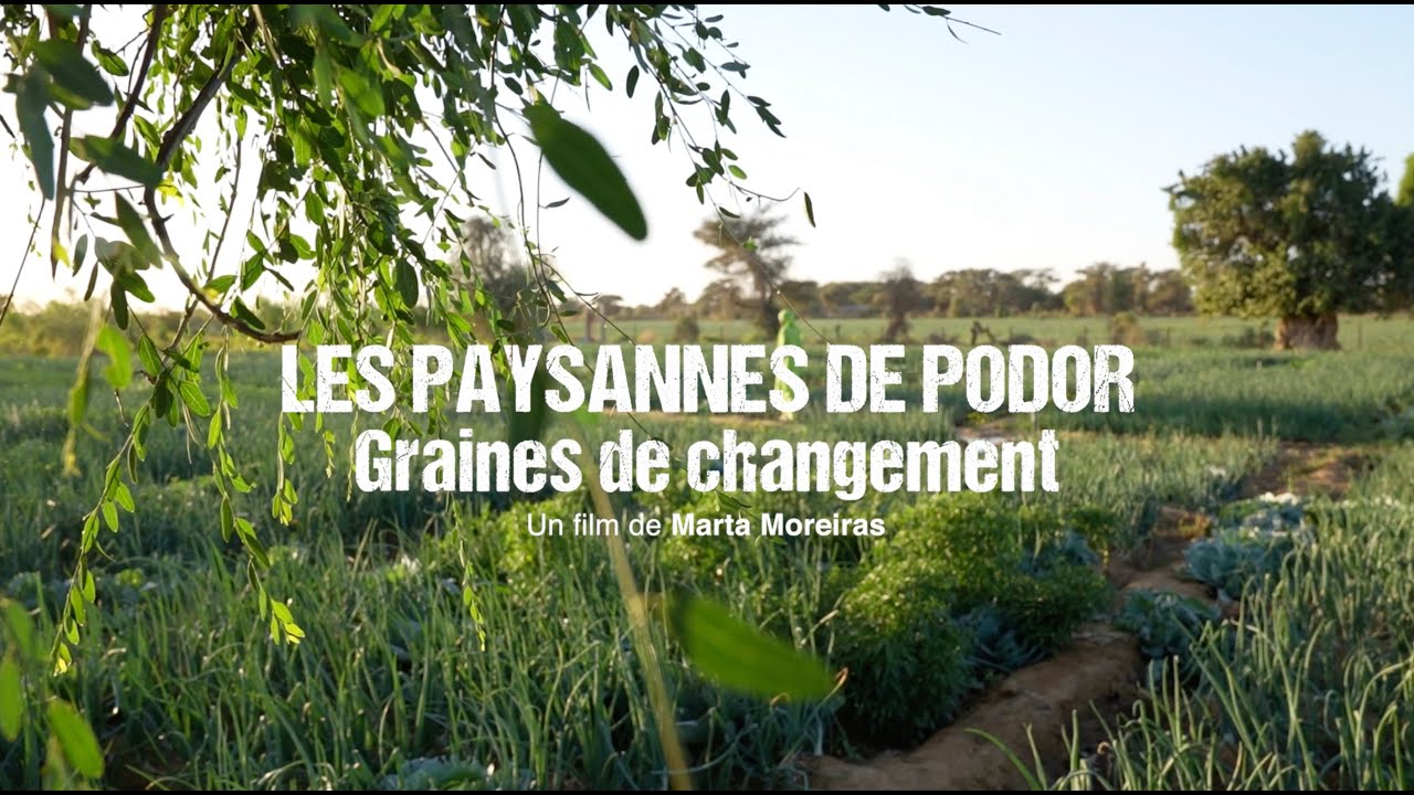 DOCUMENTAIRE Les Paysannes de Podor. Graines de changement - Bande Annonce FR