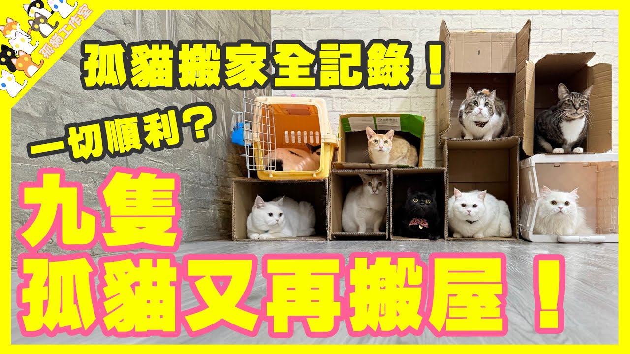 【孤貓工作室】九隻孤貓又再搬屋！一切順利？孤貓搬家全記錄！