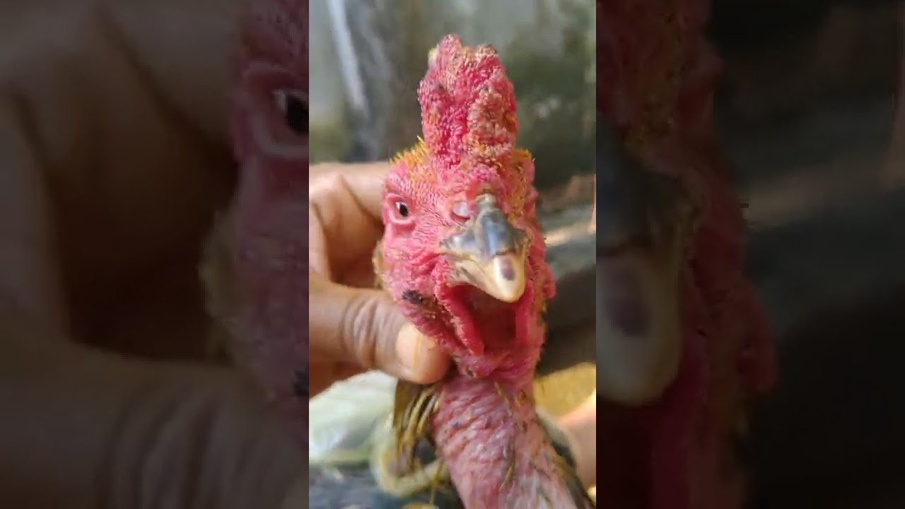 ไก่ชนปากกะเตาะห้ามเล่นฝุ่นเล่นดินเพราะอะไรไปชมครับ