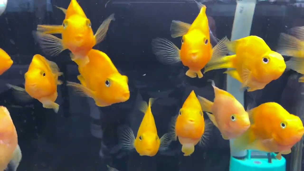 Las Vegas Exotic Fish