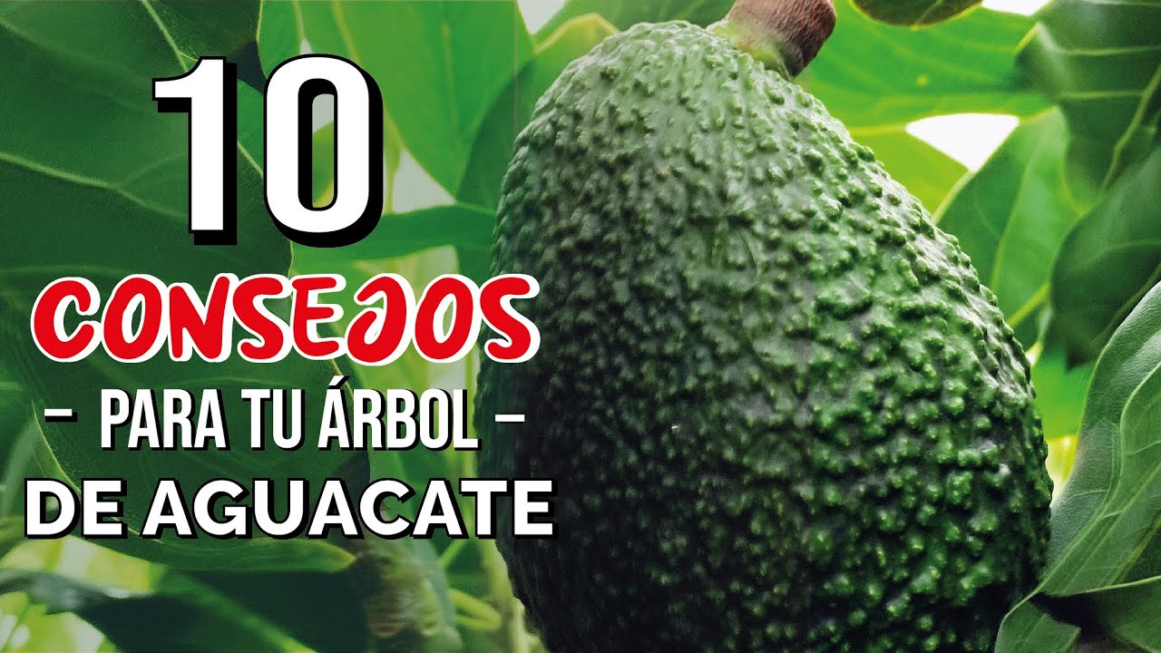 Aguacate HASS características y cualidades 🥑🥑🥑 Variedades de AGUACATE