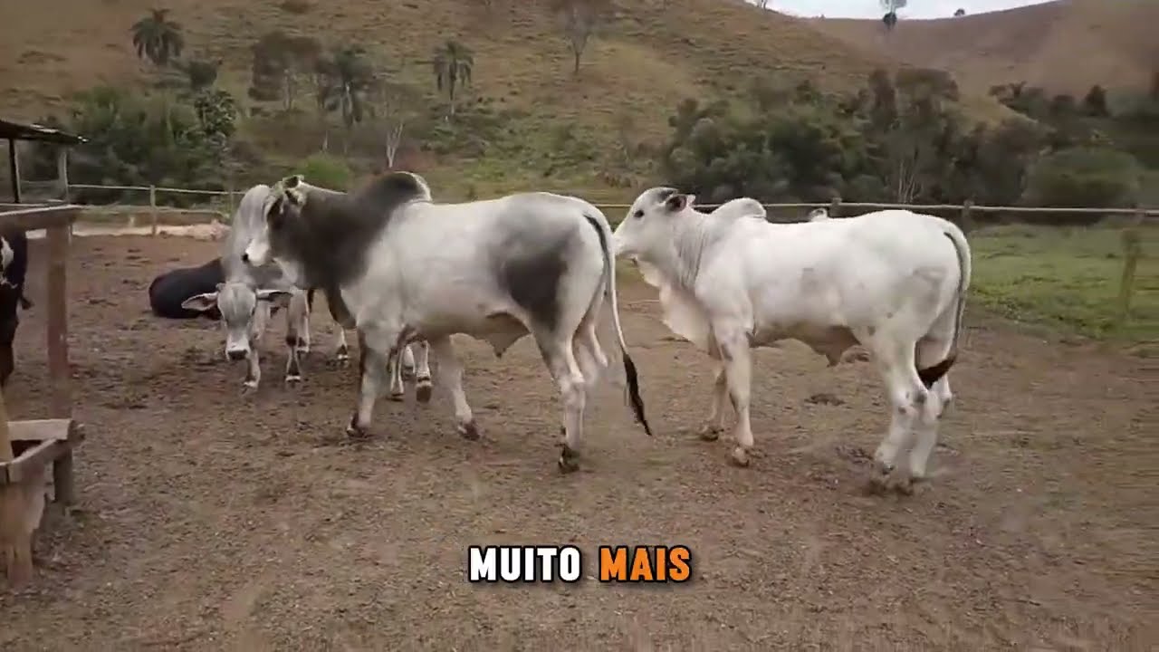 Cria + Confinamento. Mais lucro, menos risco. #confinamento