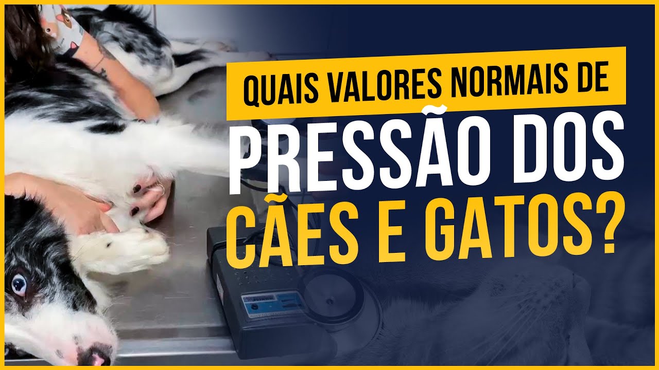 Pressão arterial em cães e gatos. Você sabe quais são os valores normais e anormais?