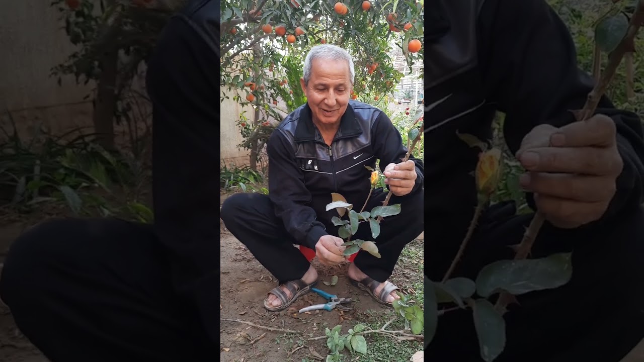 تقليم ورد الجوري وطريقة زراعة الاقلام والاعتناء بها مع تقليم ورد الرازقي (الفل الشامي)المكبس