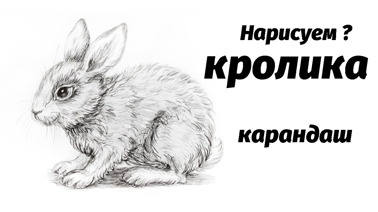 Как нарисовать кролика карандашом