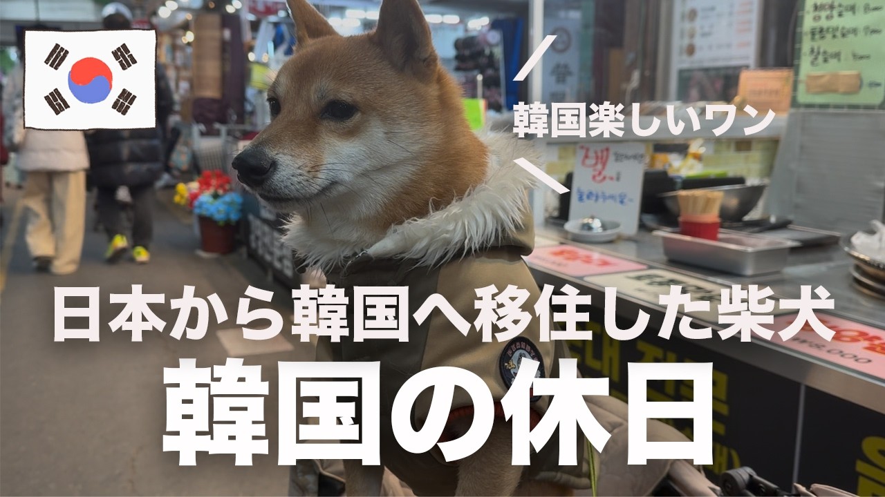 日本から韓国へ移住した柴犬の休日