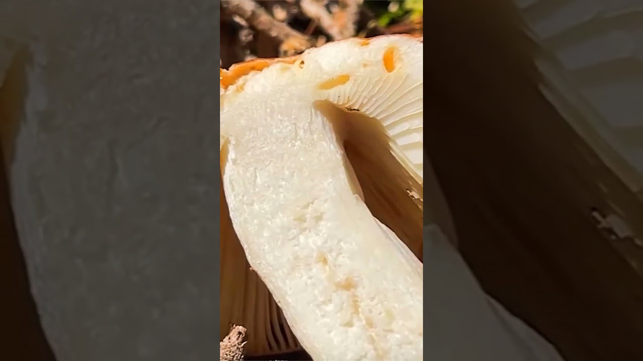 Сыроежка сереющая (Russula decolorans) short #shorts