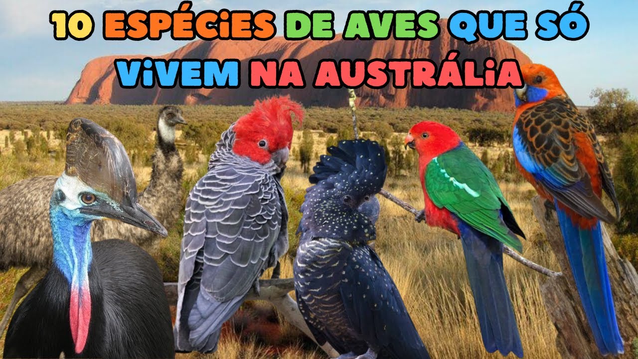 10 espécies de aves que só vivem na Austrália