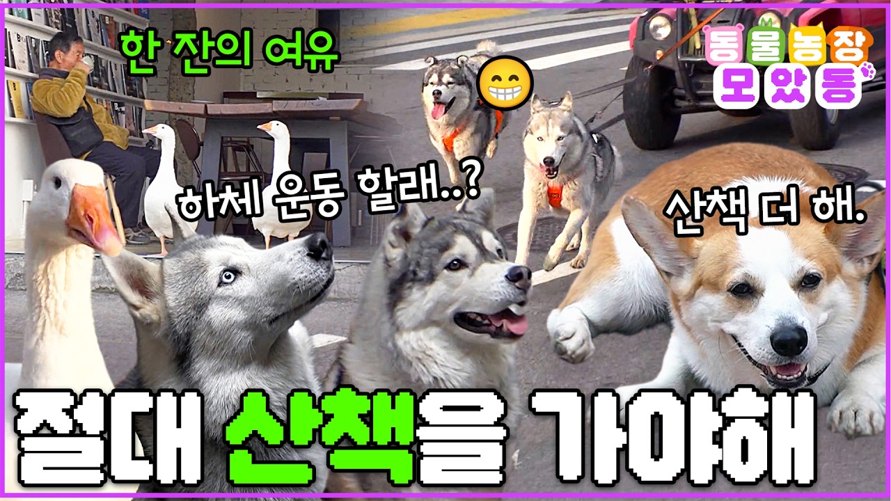 [#모았동물농장] '내가 됐다고 하기 전까진 집에 못 들어가는 거야' 산책을 너~무 좋아하는 녀석들🚶 #TV동물농장 #AnimalFarm #SBSstory
