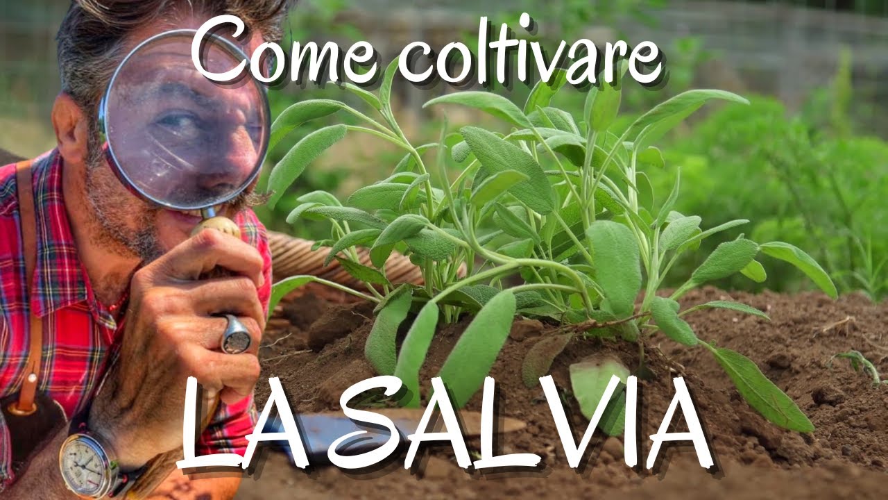 SALVIA: GUIDA PRATICA PER COLTIVARLA - con Andrea Lo Cicero