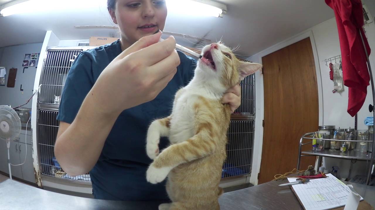 Labor Day + Working As A Vet Tech In An Animal Hospital [Vlog] |KRISTABELL626
