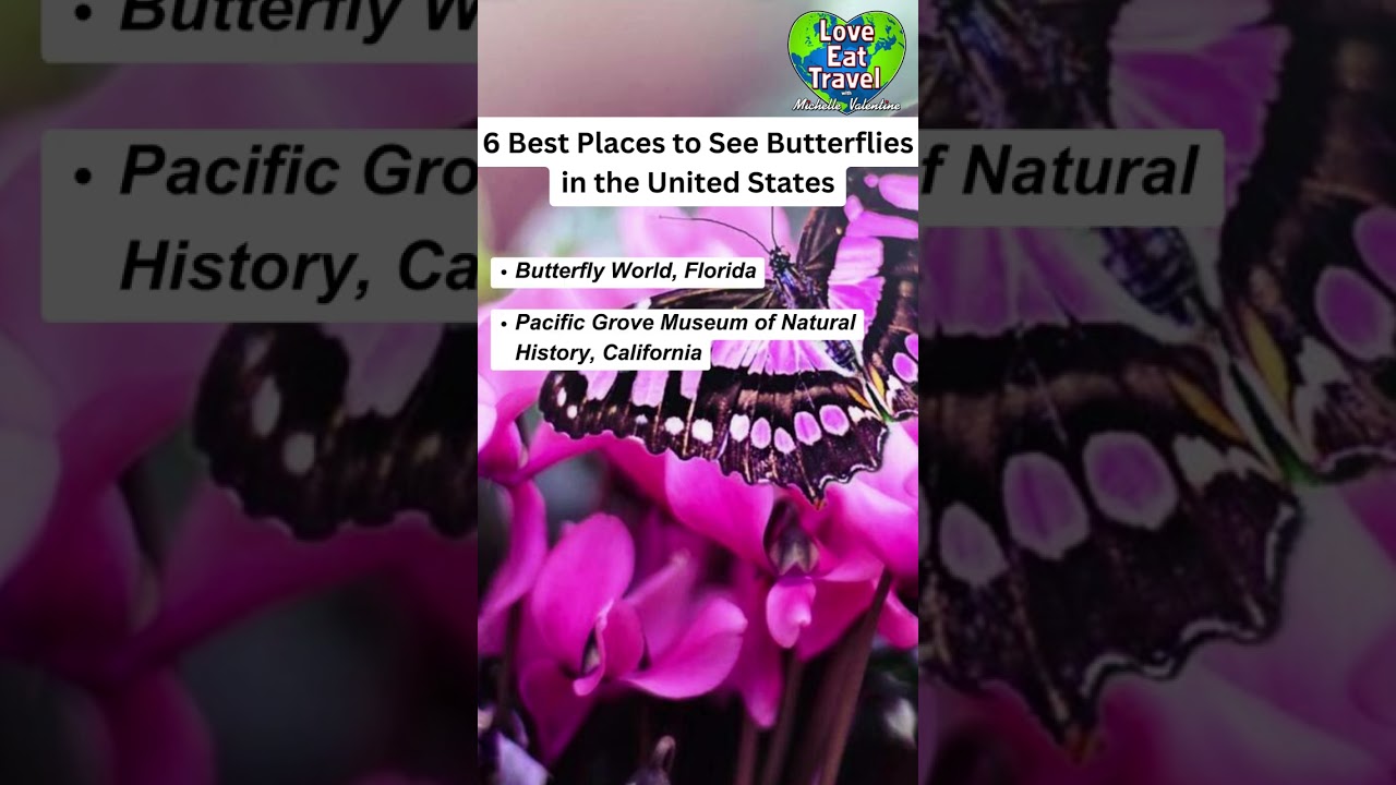 6 BEST places to see Butterflies in the U.S! #butterflies #butterfly #shorts #nature #travel
