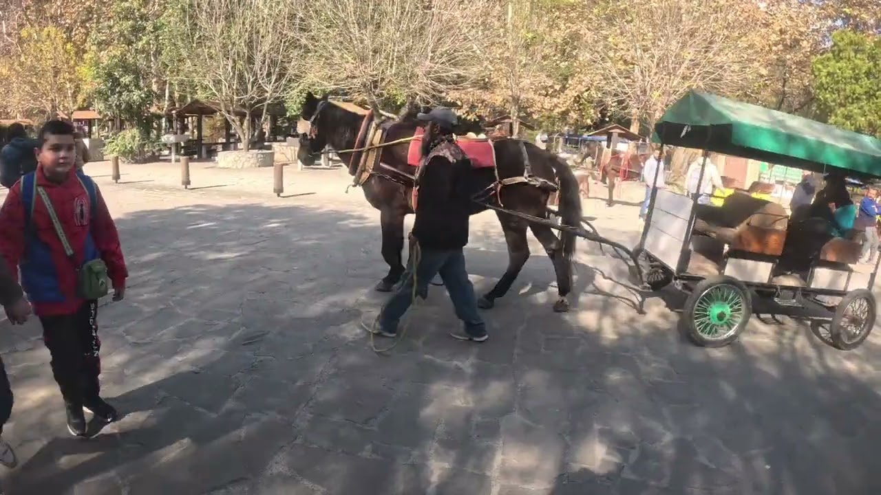 Carretas y Caballos para subir a la cascada cola de caballo.