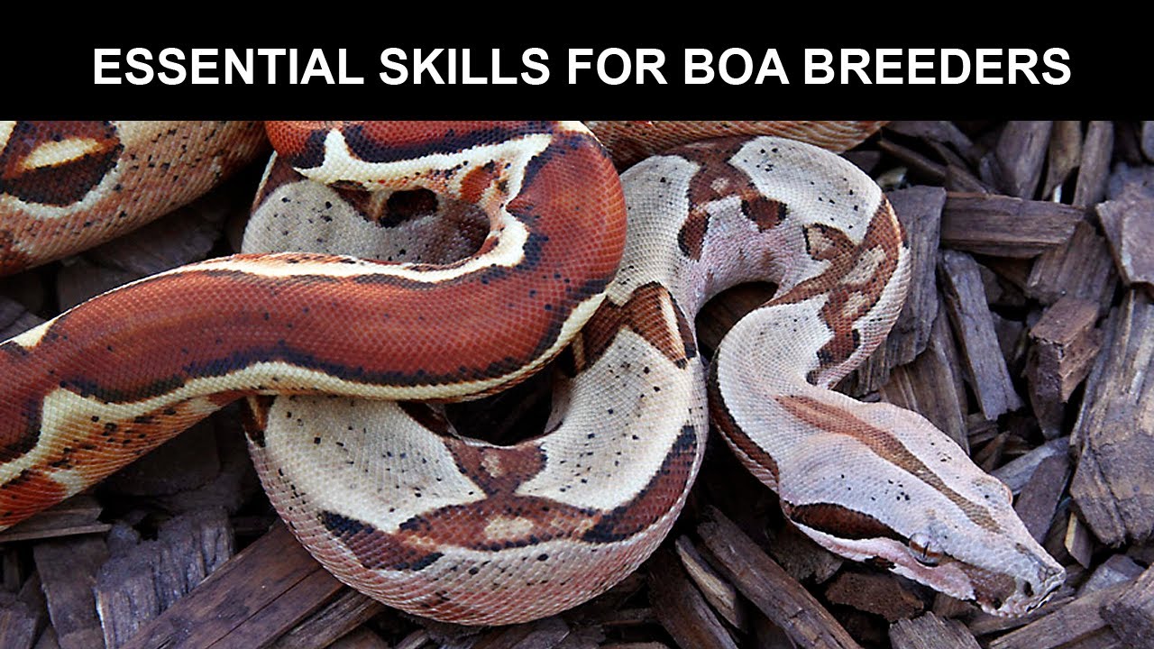 Essential Skills for Boa Breeders