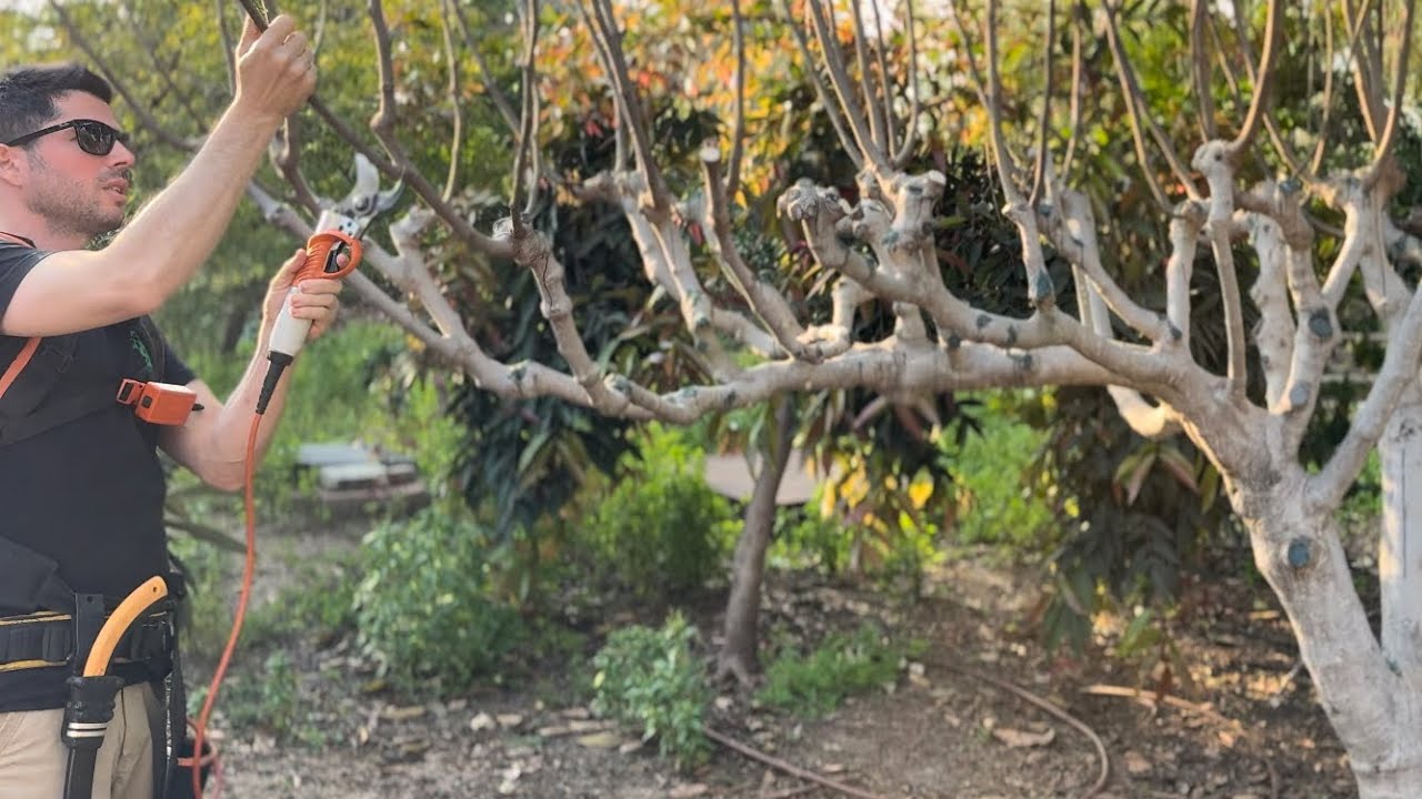 הדרכת גיזום סוף החורף - הדרכה מלאה
