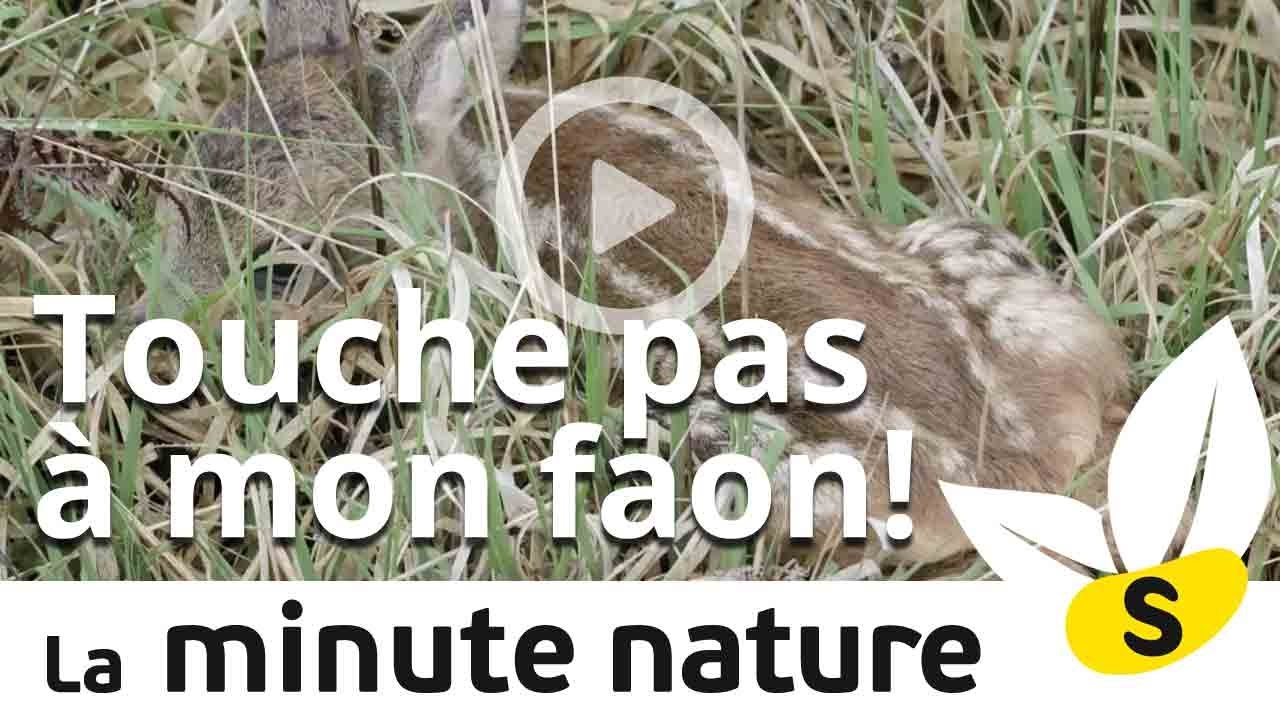 TOUCHE PAS A MON FAON ! (No 44)