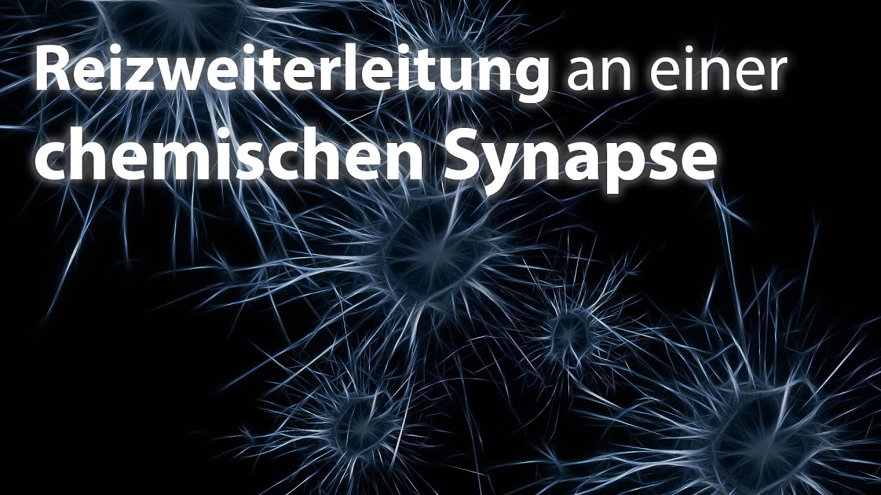 Reizweiterleitung an einer chemischen Synapse