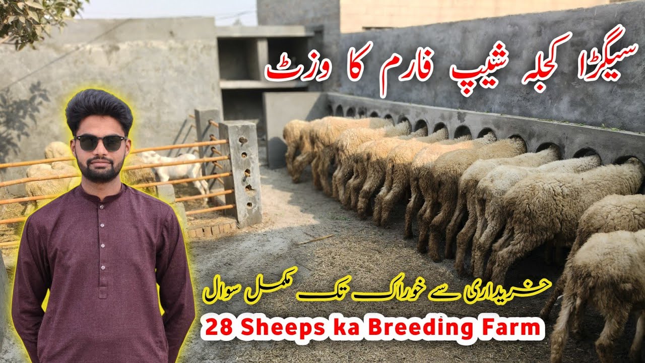 Asif Kajla Sheep Farm of Bhakkar Special Visit