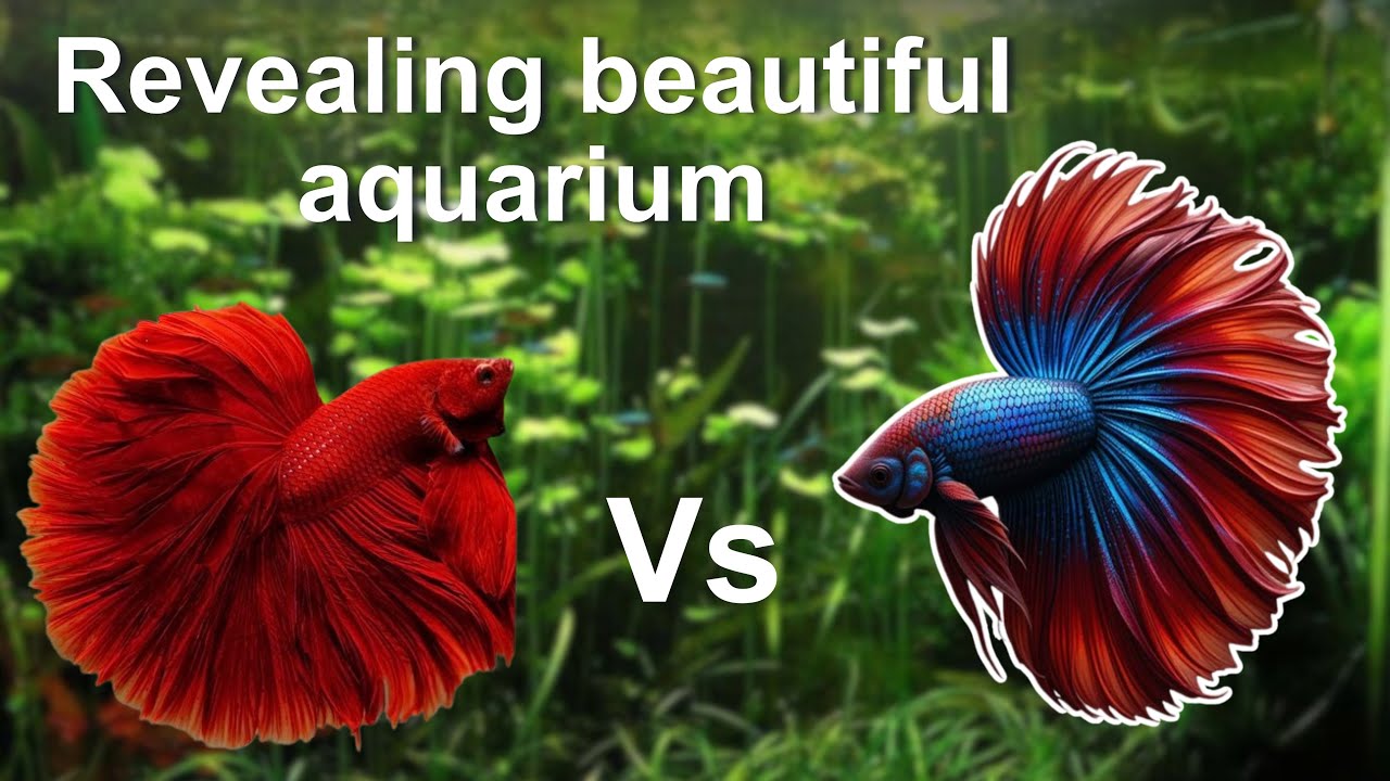Relaxing watching a beautiful aquarium betta fish in their revealing I Cute betta fish