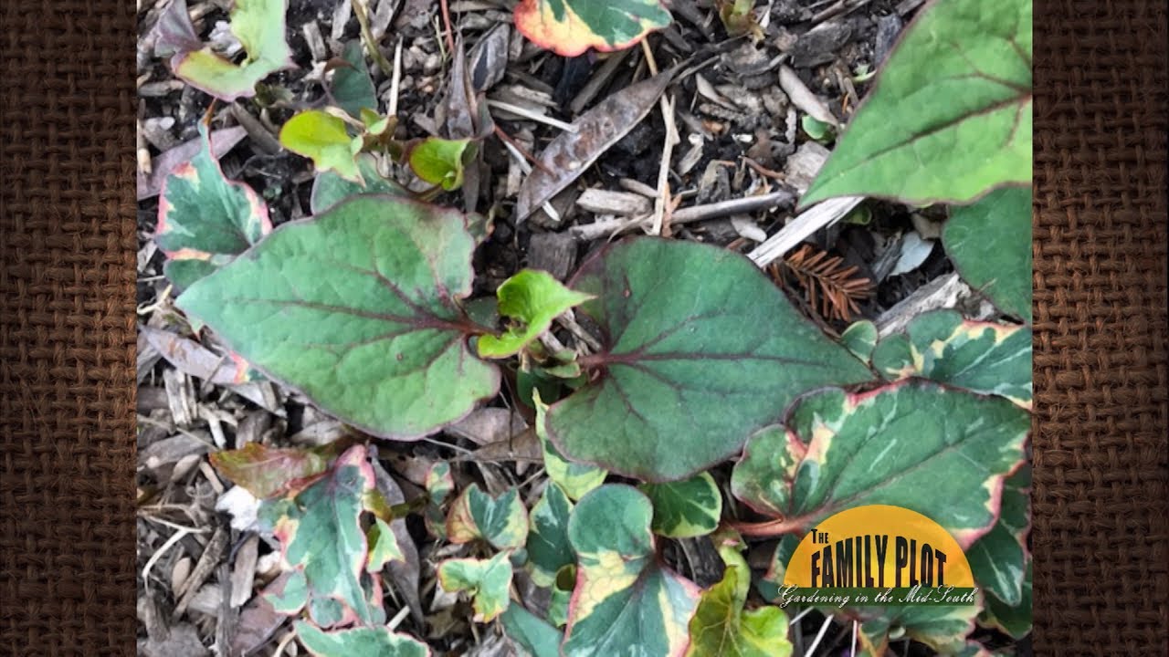 Q&A – What is this weed? - Chameleon Plant