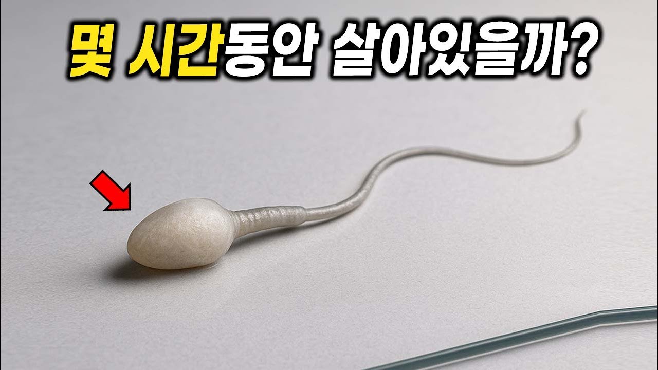 정자는 몸밖에서 얼마나 오래 살아있을까?? (직접 실험)
