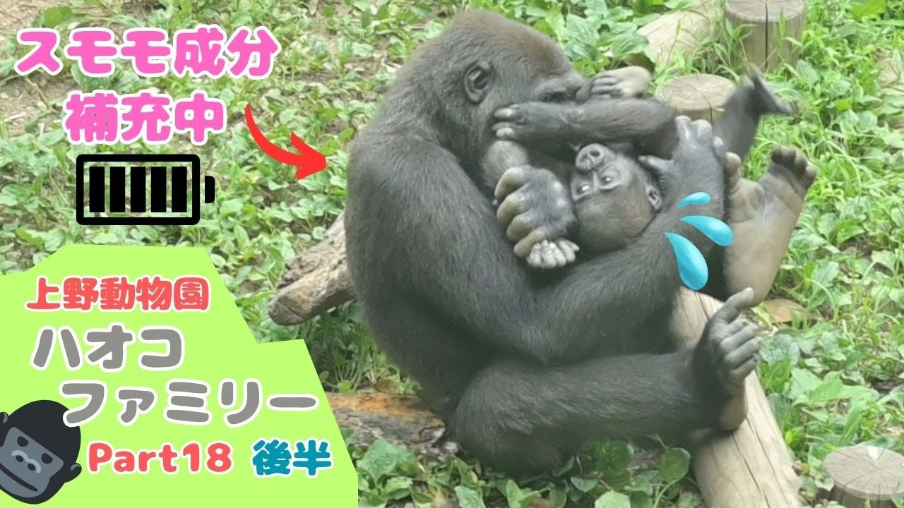 スモモと遊んでいる最中に何気なく匂いを確認しているお兄ちゃんゴリラのリキ(Part18：後半)