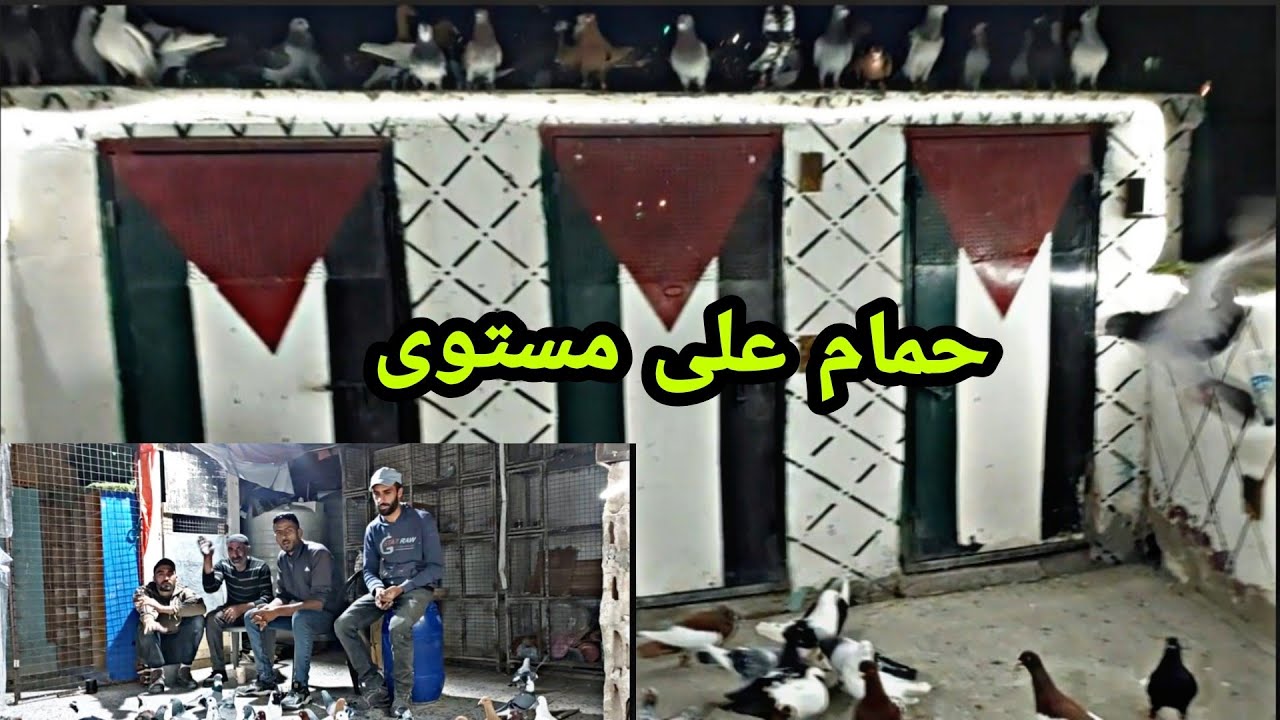 من أجمل الحمام عند اخونا لؤي الحرباوي كوم لحالو فوق 200 طير وحمام بترفع الراس