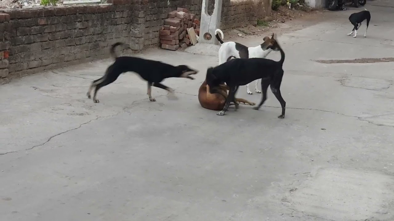 #dogs at play