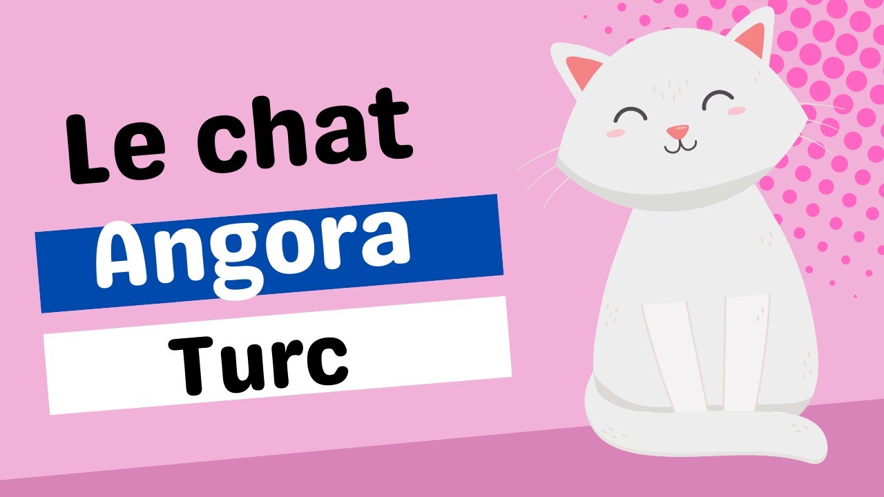 Le chat Angora Turc - Tout savoir sur cet animal!