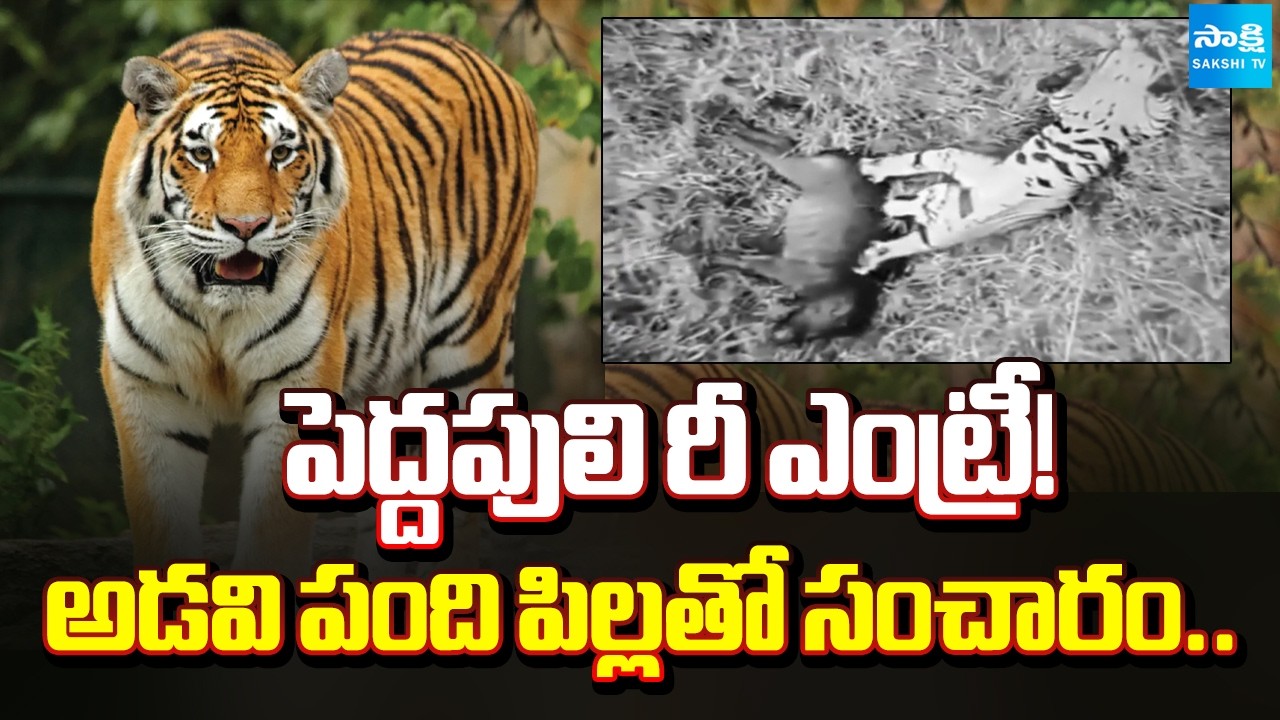 Tiger Wandering In East Godavari | Police Alert To Polavaram Mandal Villages | @SakshiTV