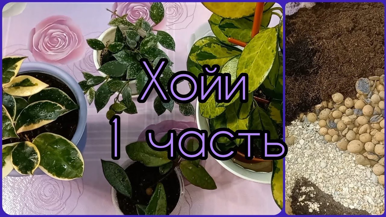 ХОЙИ🌱1 часть🌸Укоренение в воде и грунте🌱Размножение🌸Формирование🌱Пересадка🌸Австралис Лиза🌱Карноза🌸