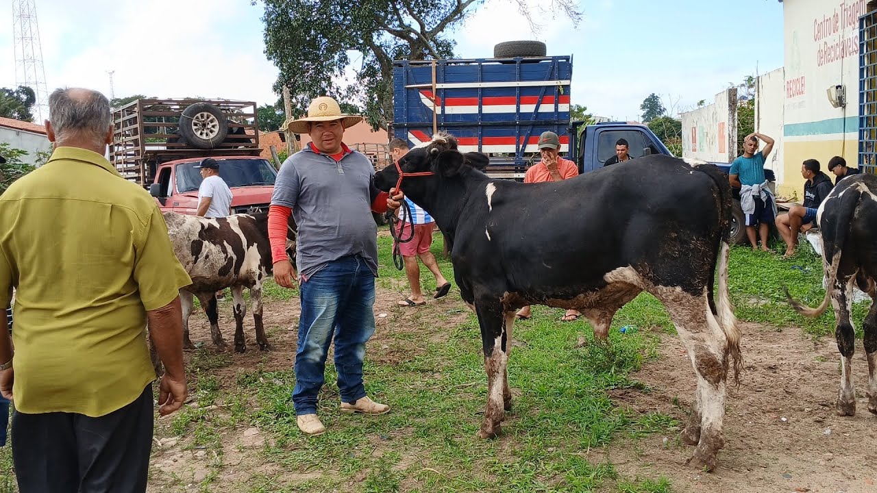 FEIRA DO GADO NA CIDADE DE IBIAPINA CEARÁ DIA 01/02/2026