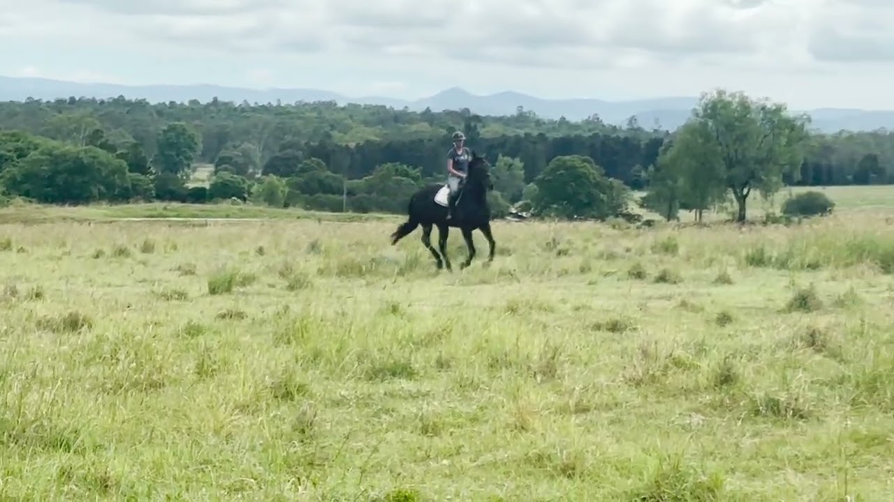 Betty - Mustering / Paddock Work