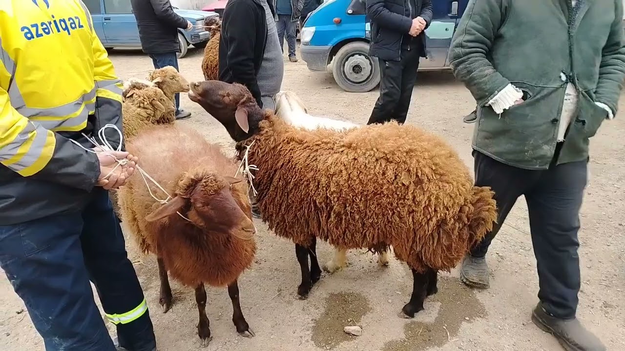 23.03.2025.MAŞTAĞA.Qoyun.keçi.Mal.Bazarı. 🇦🇿