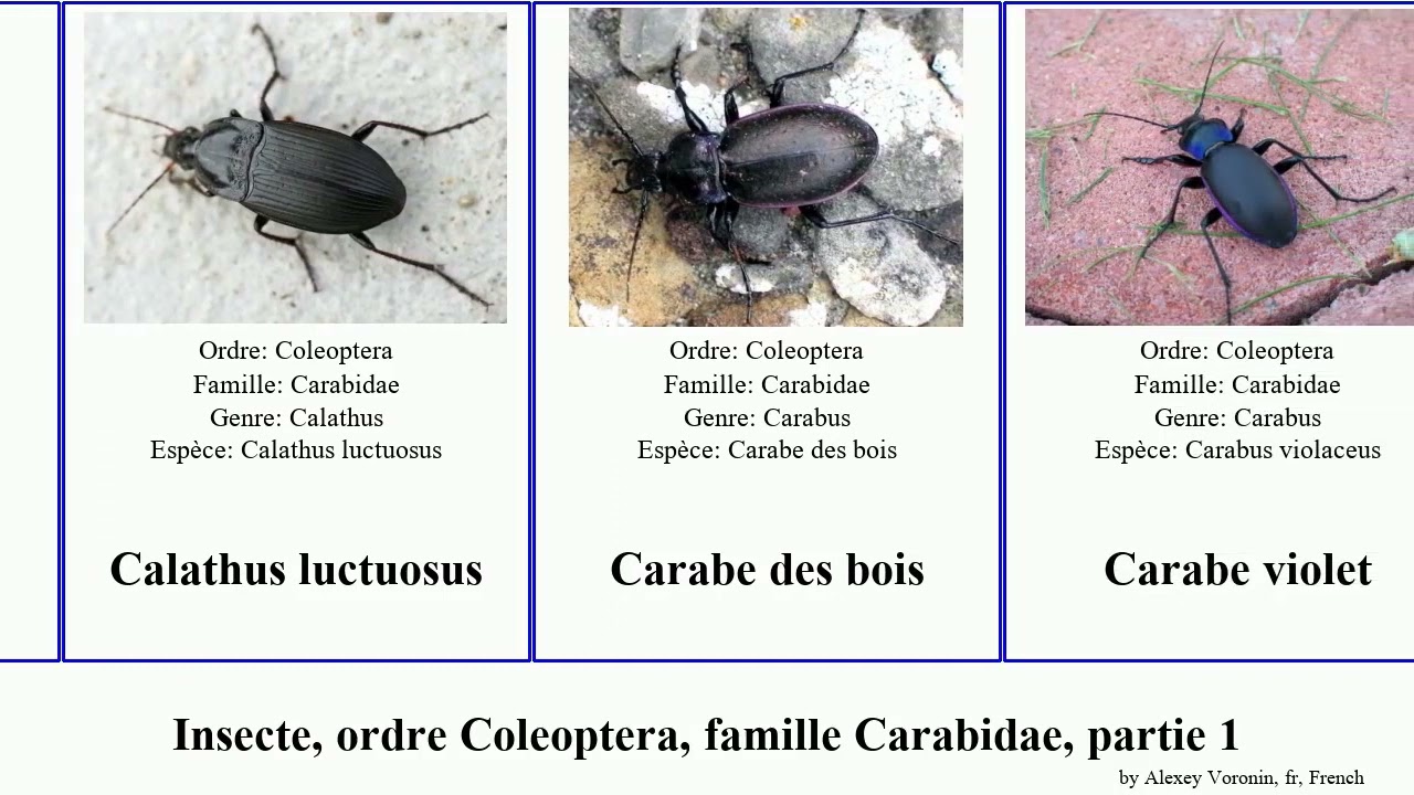 Insecte, ordre Coleoptera, famille Carabidae, partie 1 bembidion lesticus carabus elaphrus points