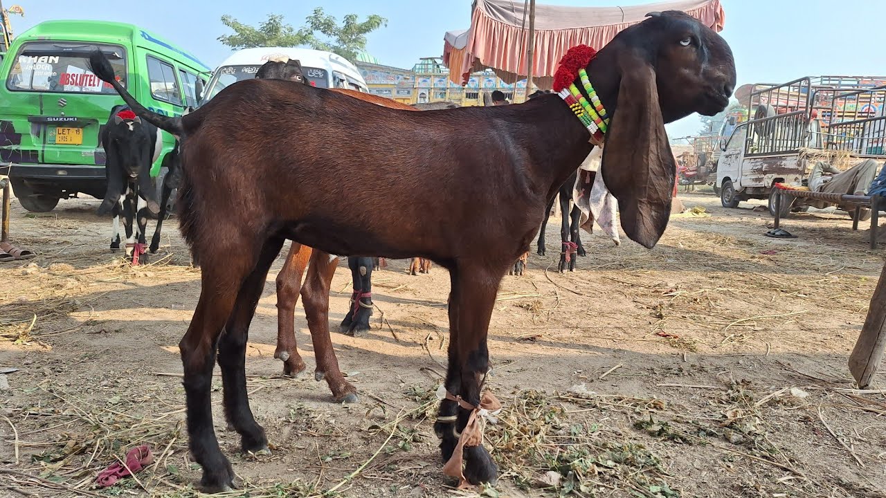 Maveshi Mandi Punjab Pakistan 2025 All Beetal Goats And Breeder Goat Baby Rate
