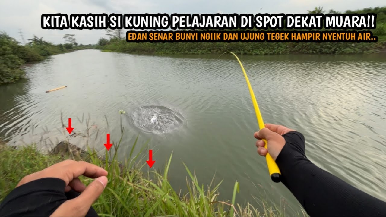UJUNG TEGEK SAMPAI HAMPIR NYENTUH AIR DI BEROT IKAN!! Mancing wader teknik kumbul umpan rasbora